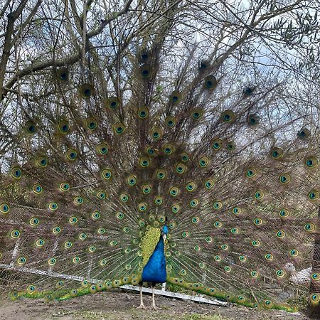 Villa Agro na Wapniarni Biala  Esterno foto