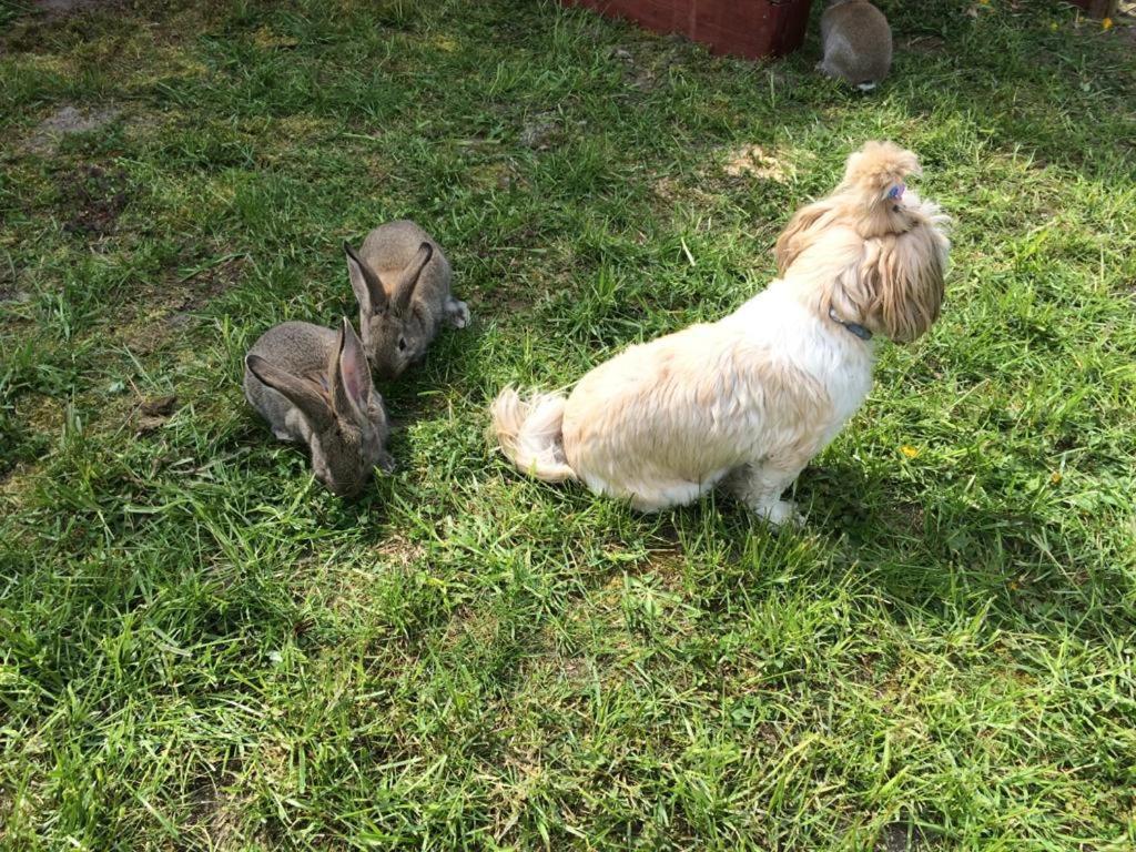 Villa Agro na Wapniarni Biala  Esterno foto
