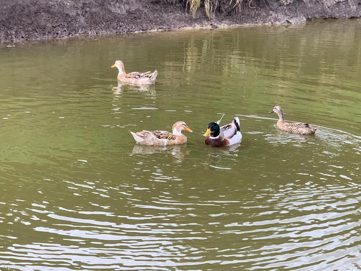 Villa Agro na Wapniarni Biala  Esterno foto