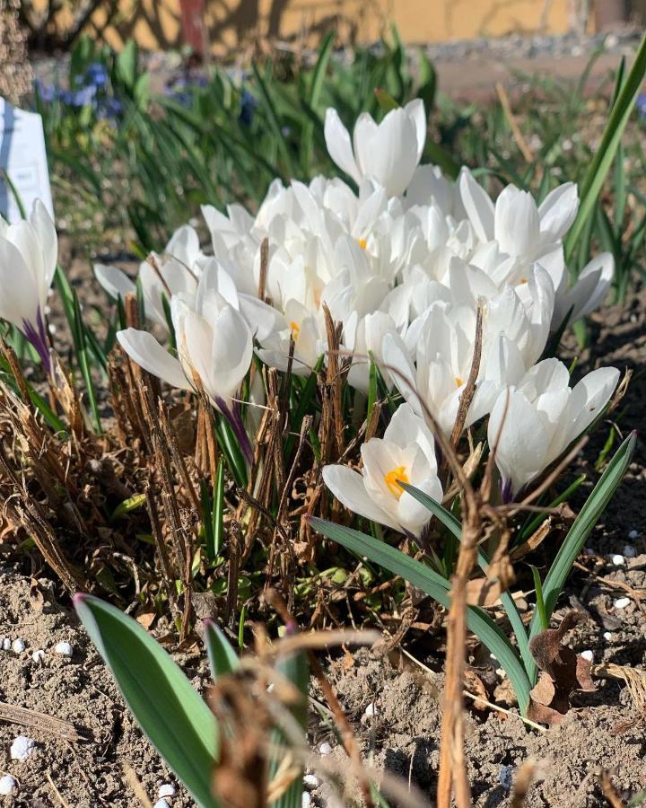 Villa Agro na Wapniarni Biala  Esterno foto