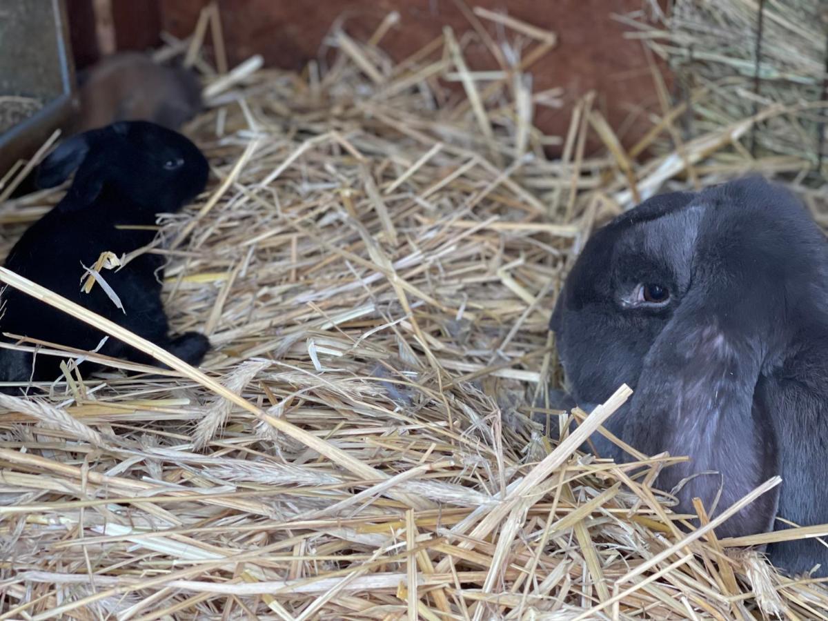 Villa Agro na Wapniarni Biala  Esterno foto