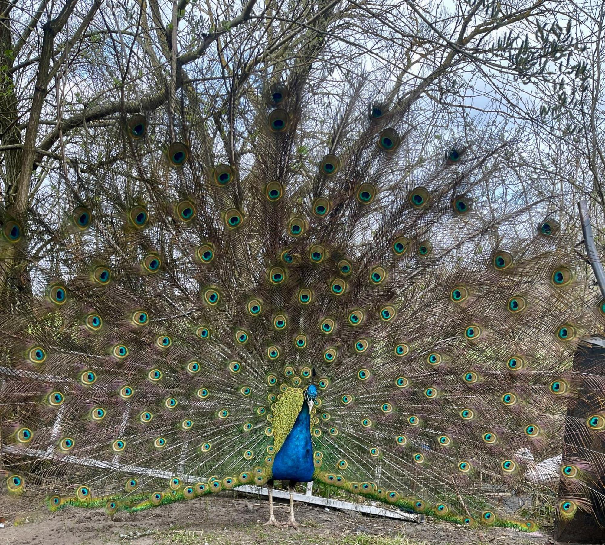 Villa Agro na Wapniarni Biala  Esterno foto