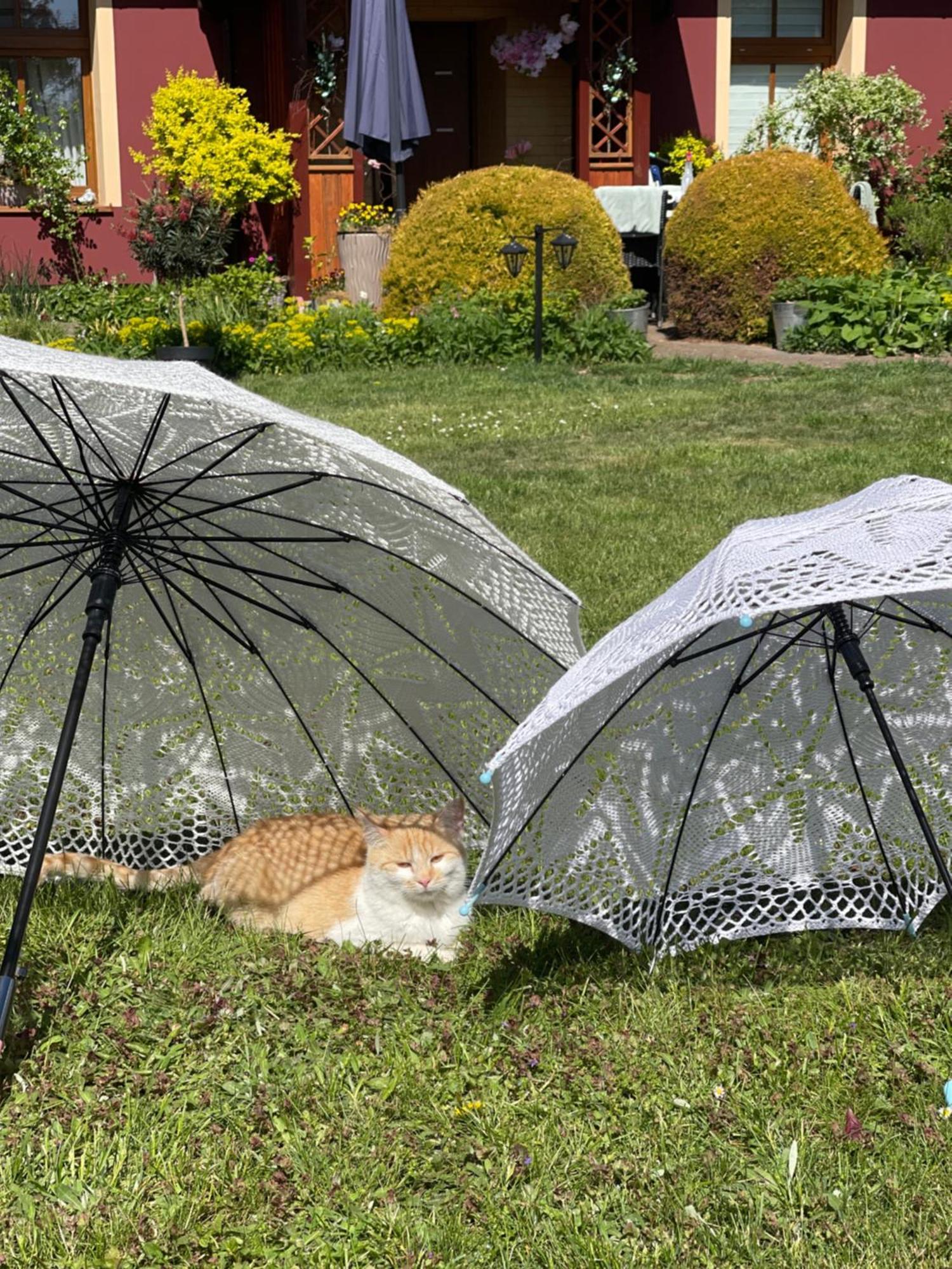 Villa Agro na Wapniarni Biala  Esterno foto